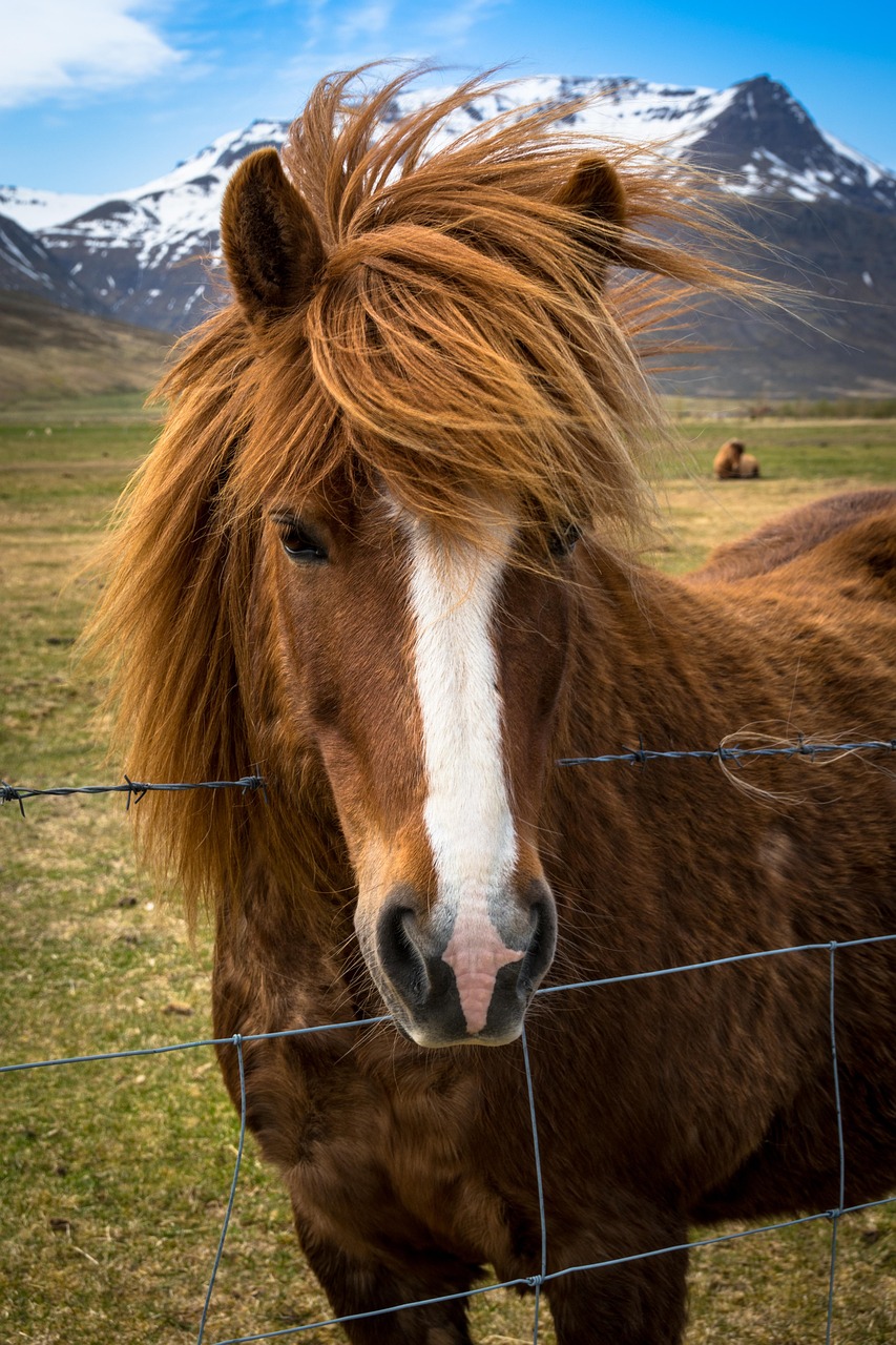 pony, horse, iceland, mane, brown, high country pony, nature, animal, horse head